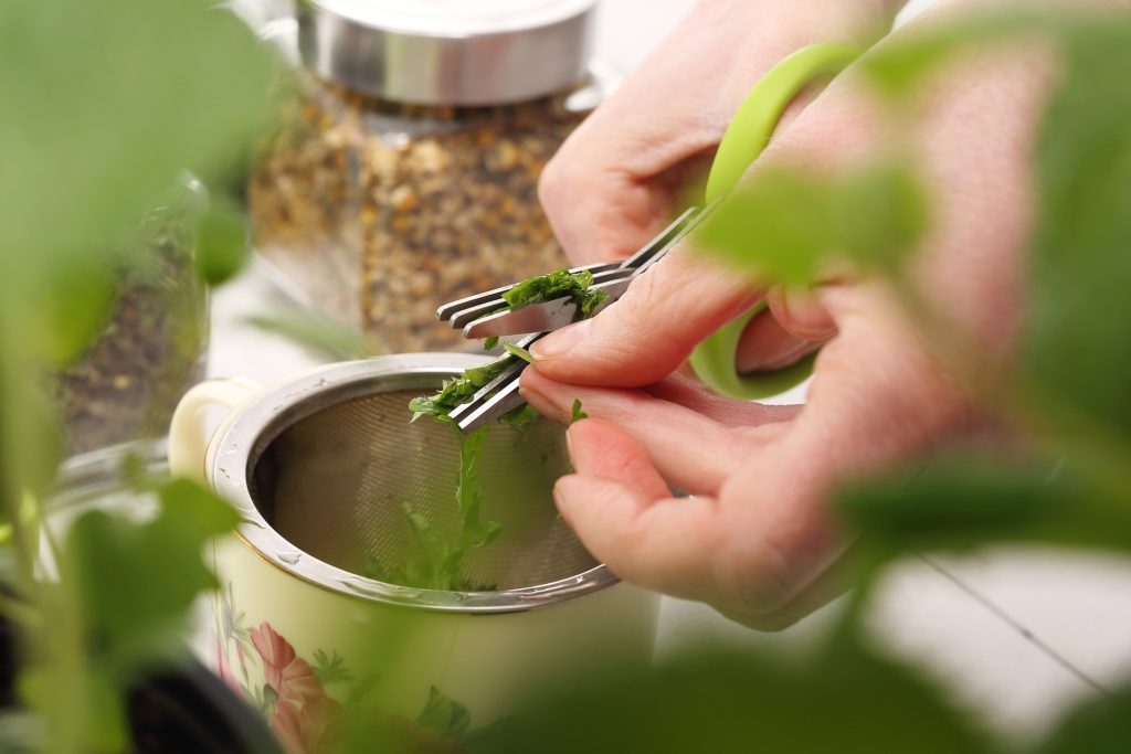 a hand holding her scissors, snipping herbs.