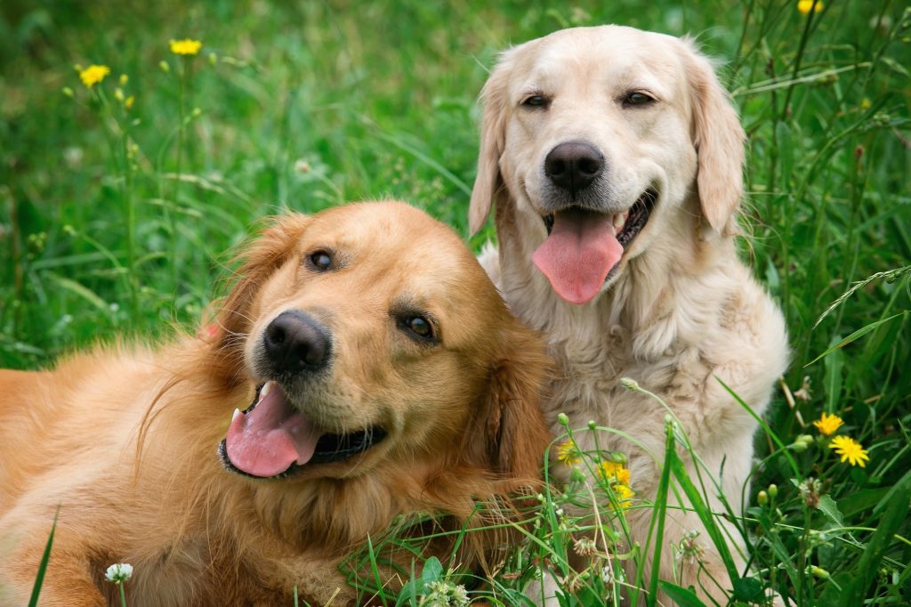 Two golden retriever dogs sitting in the grass.