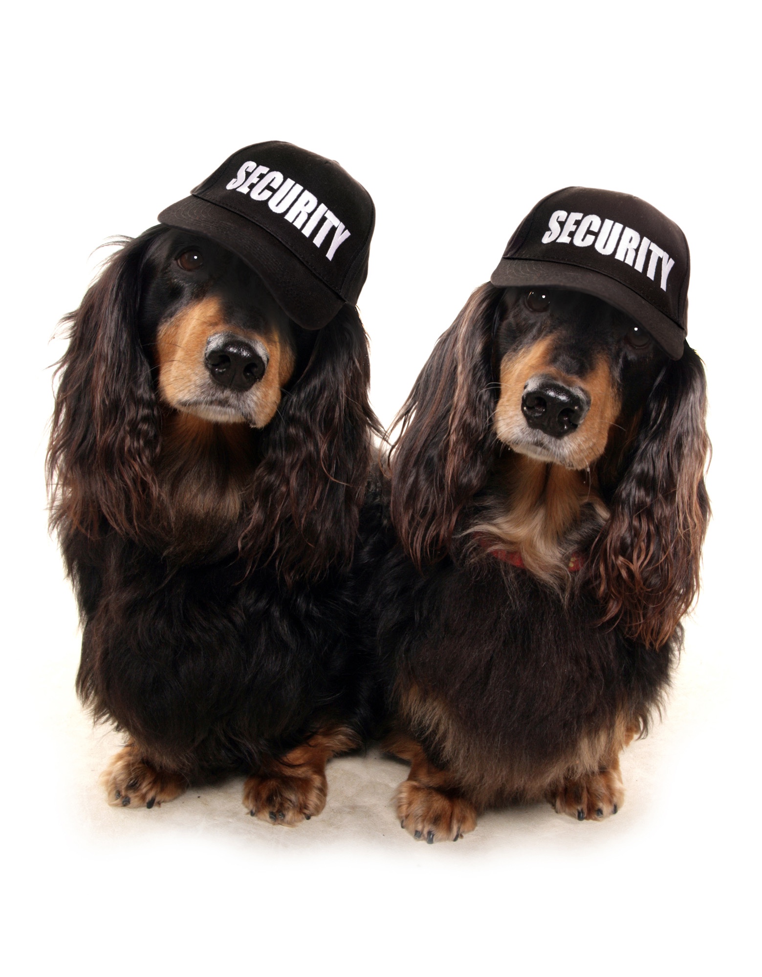 Two black dogs wearing hats that say, Security.