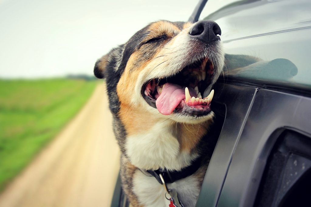 A dog in a car hanging its head out the window, tongue out.