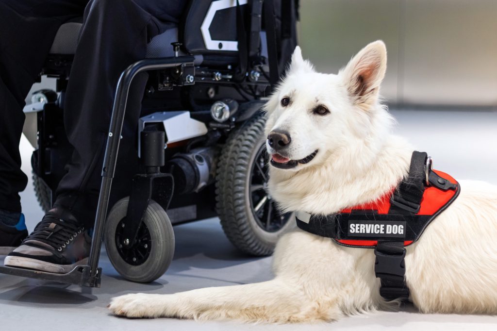 A white dog wearing a service dot vest.