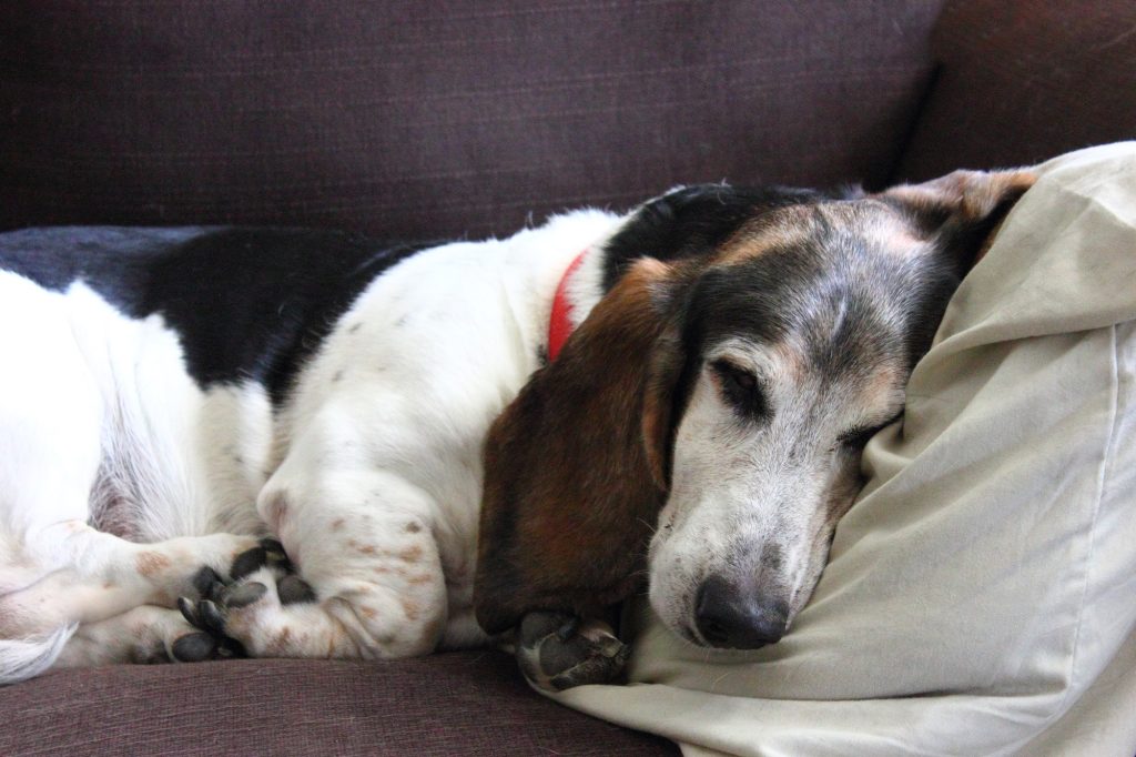 A senior beagle dog laying down on its side resting.