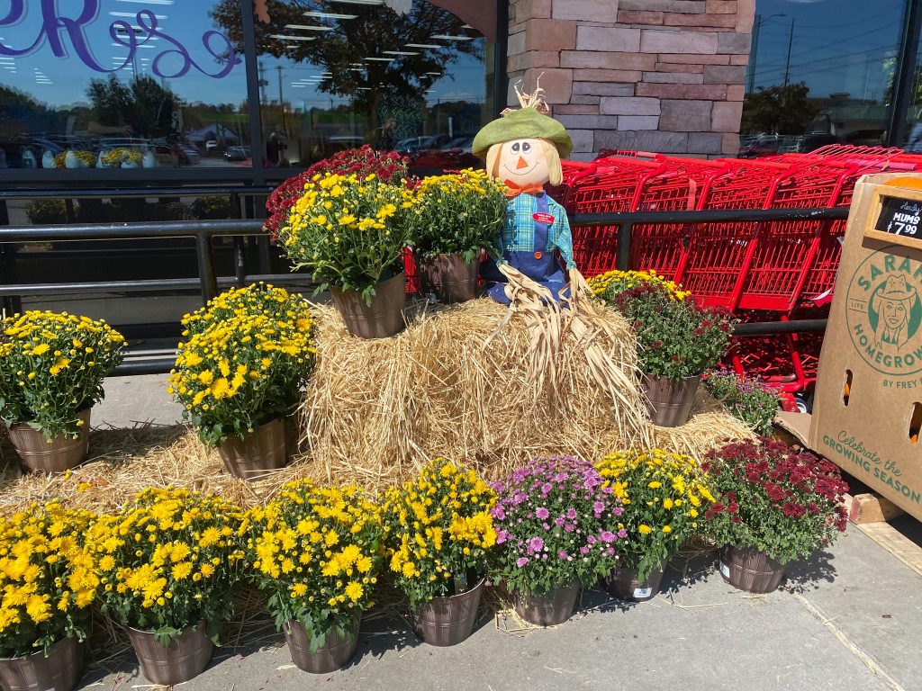 A variety of mums and a scarecrow outside the front of a grocery store.