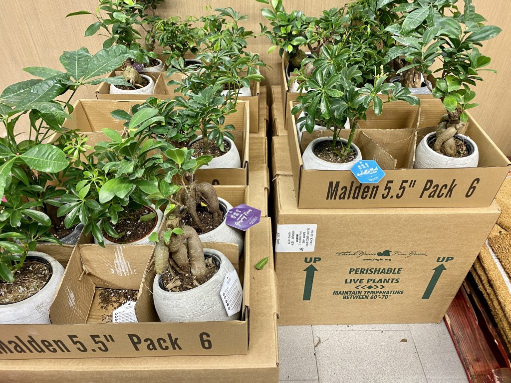 faux plants for sale at store.