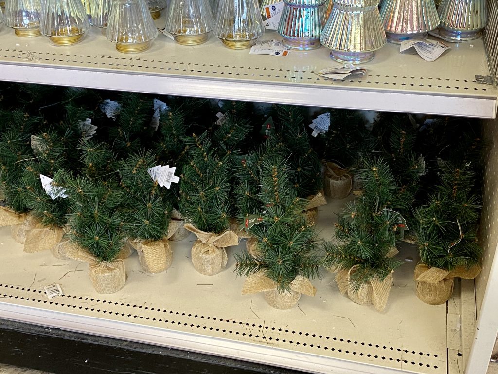 Miniature christmas trees at target.