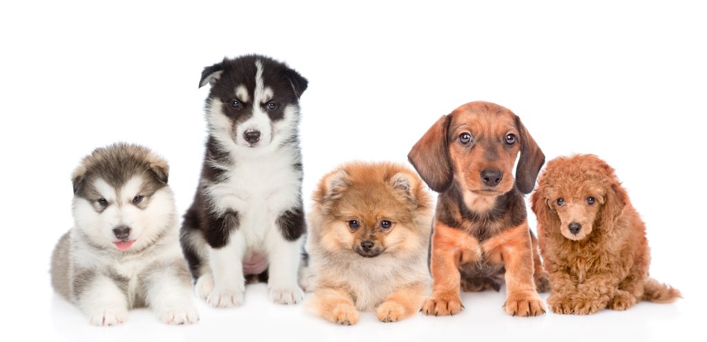 A variety of breeds of dogs a lineup.