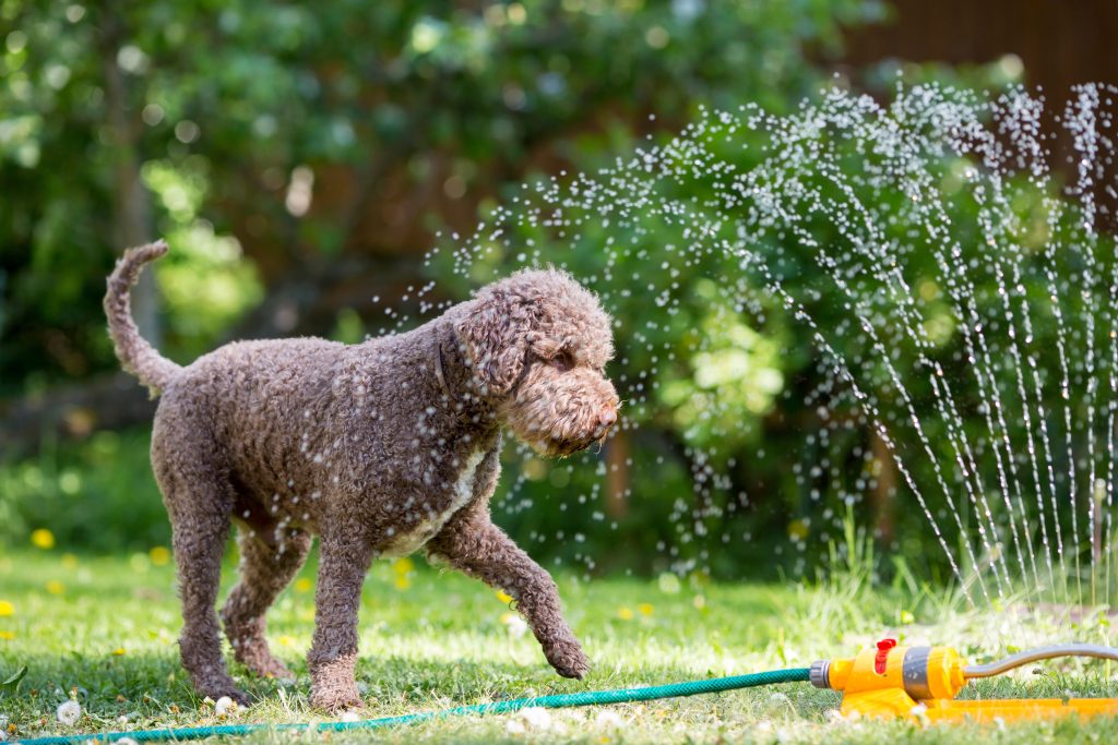 A dog playing in water sprinkler.