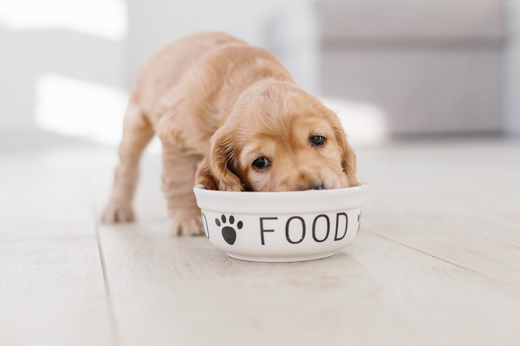 A small beige puppy eating out of a bowl. the bowl reads food.