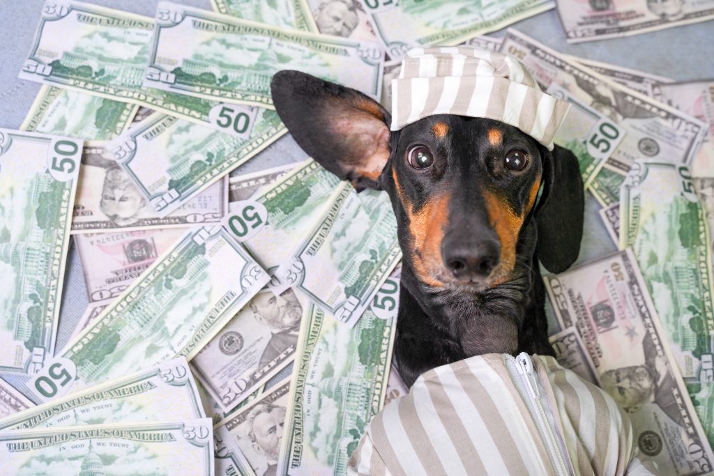a black and brown puppy laying on a pile of cash.
