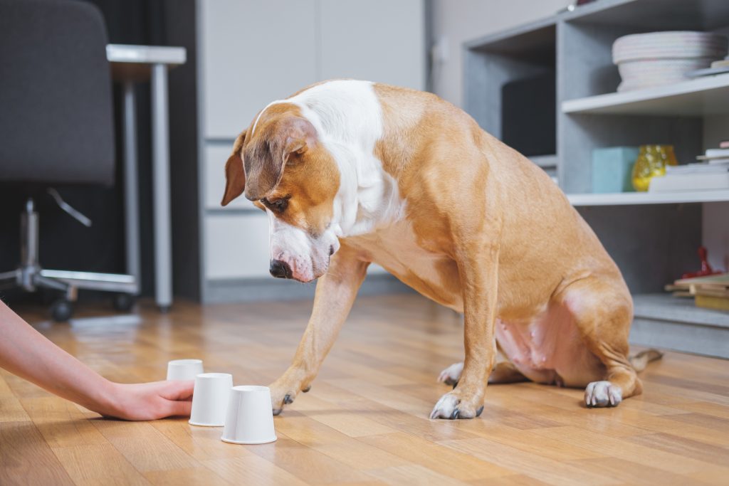 Dog playing find the treat.