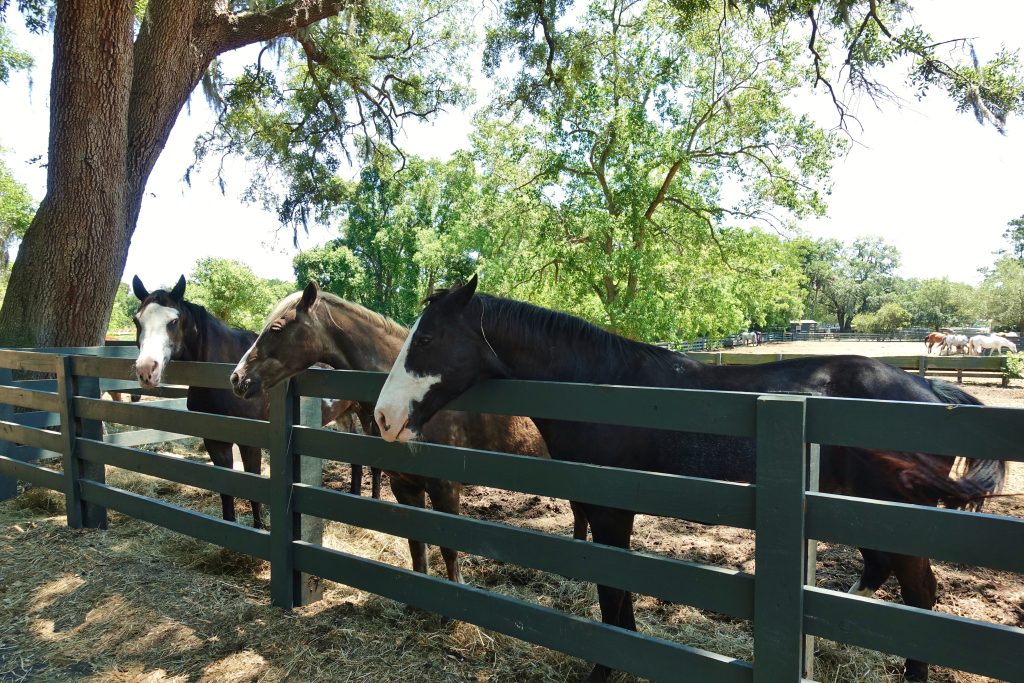 Horses along a line standing behind a fence.