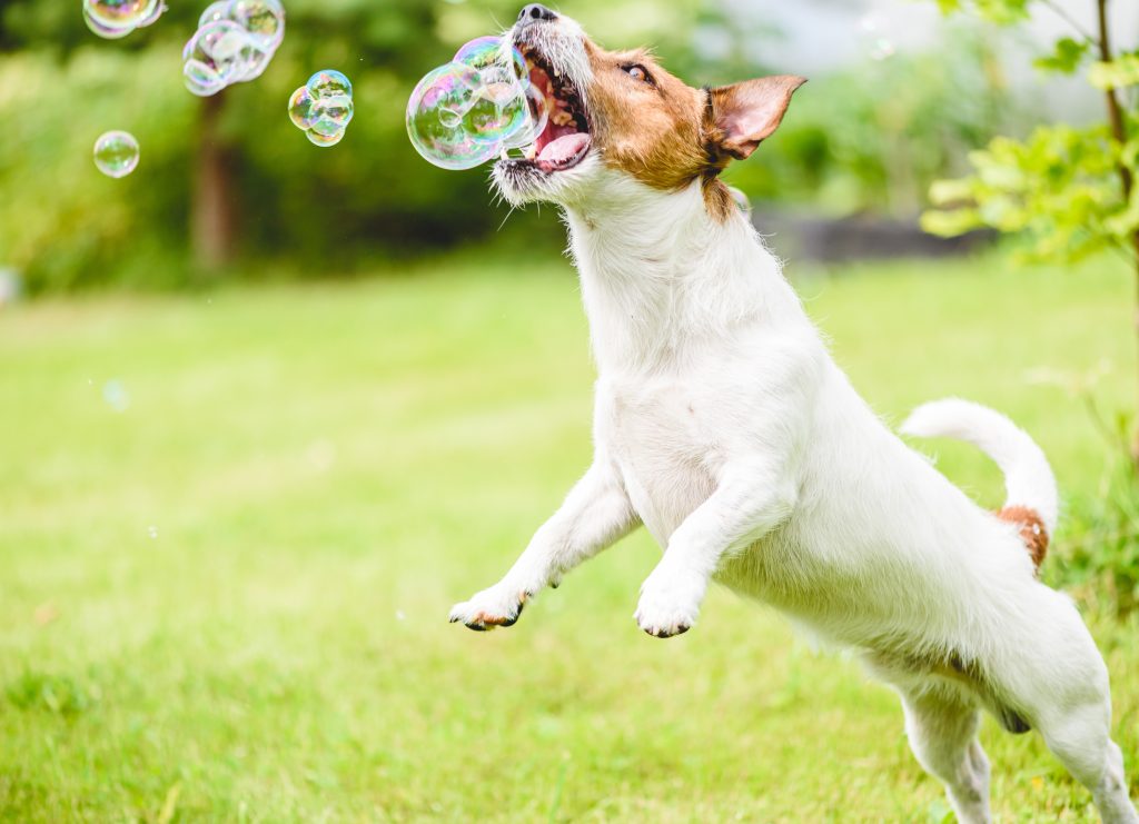 A dog jumping and chasing bubbles.