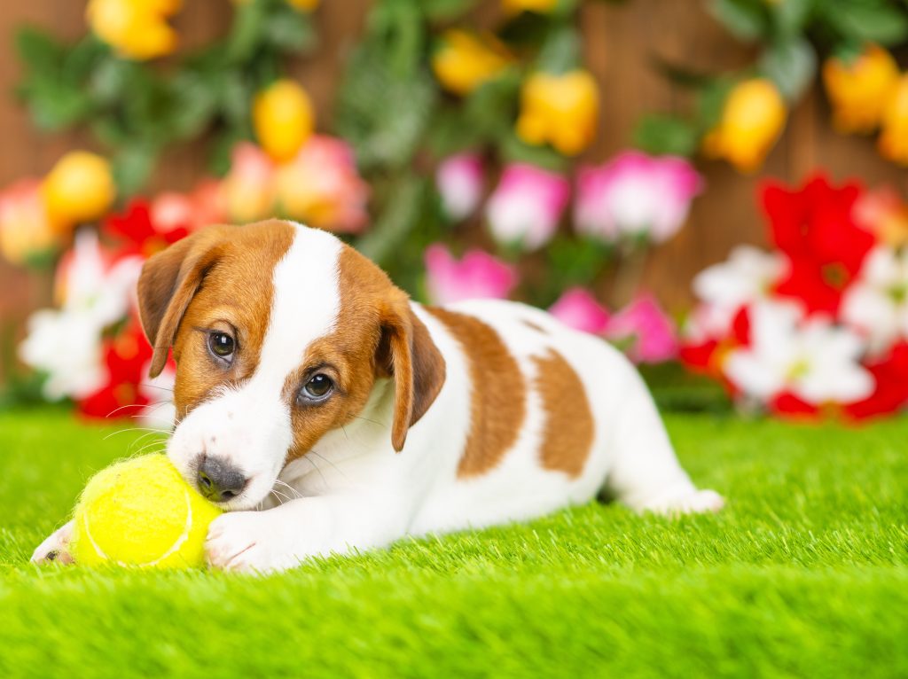 A small light brown and white puppy sitting in the grass playing with a yellow ball.
