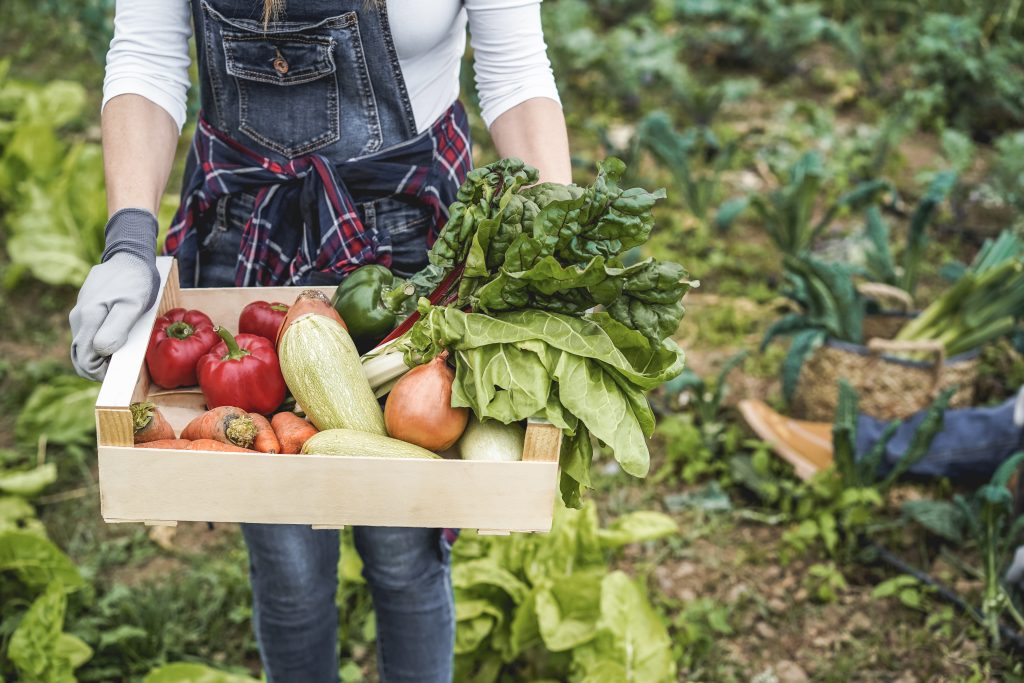 A person holding a basket of fresh colorful produce.