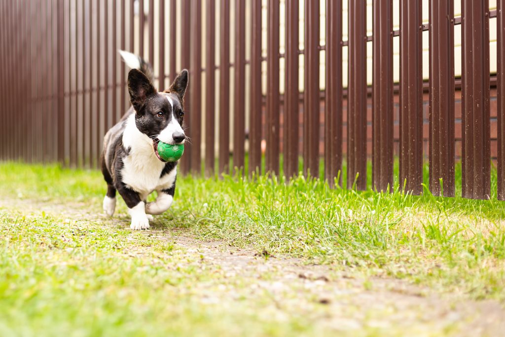 A puppy with a ball in its mouth running in the grass.  there's a fence behind him.