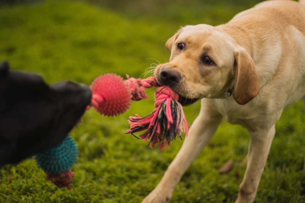 Dog playing tug of war with rope.