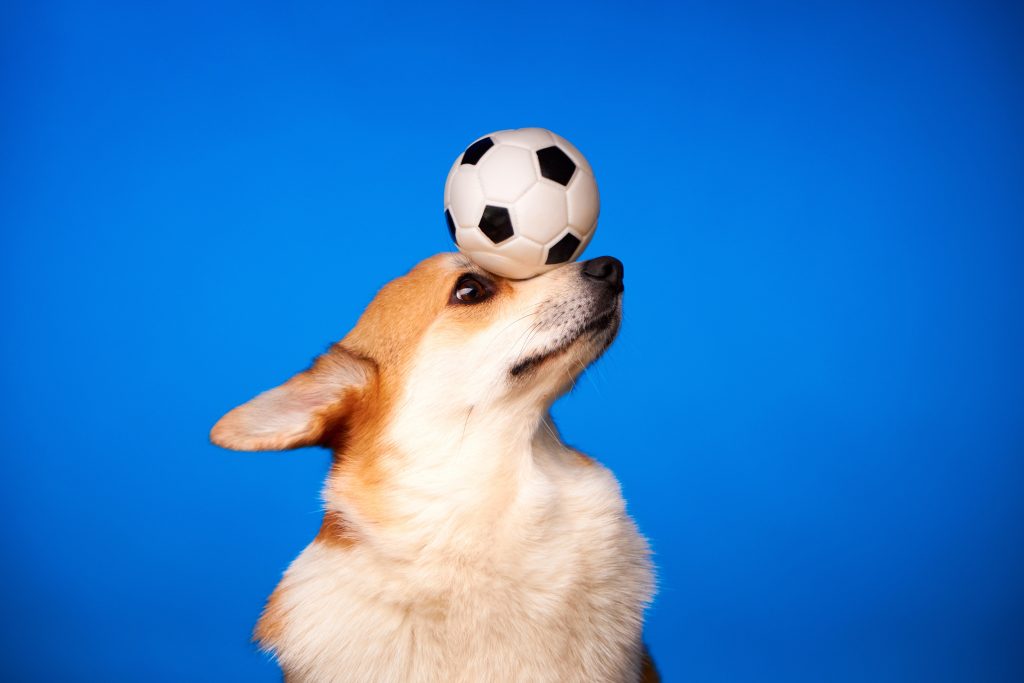 a dog holding a mini soccer ball on its nose.