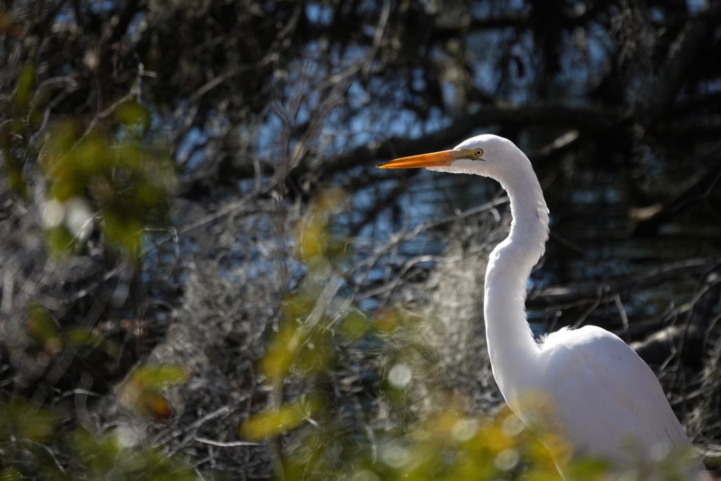 An exotic bird in the nature preserve, hilton head South Carolina.