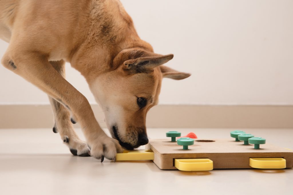 A dog playing puzzle game.
