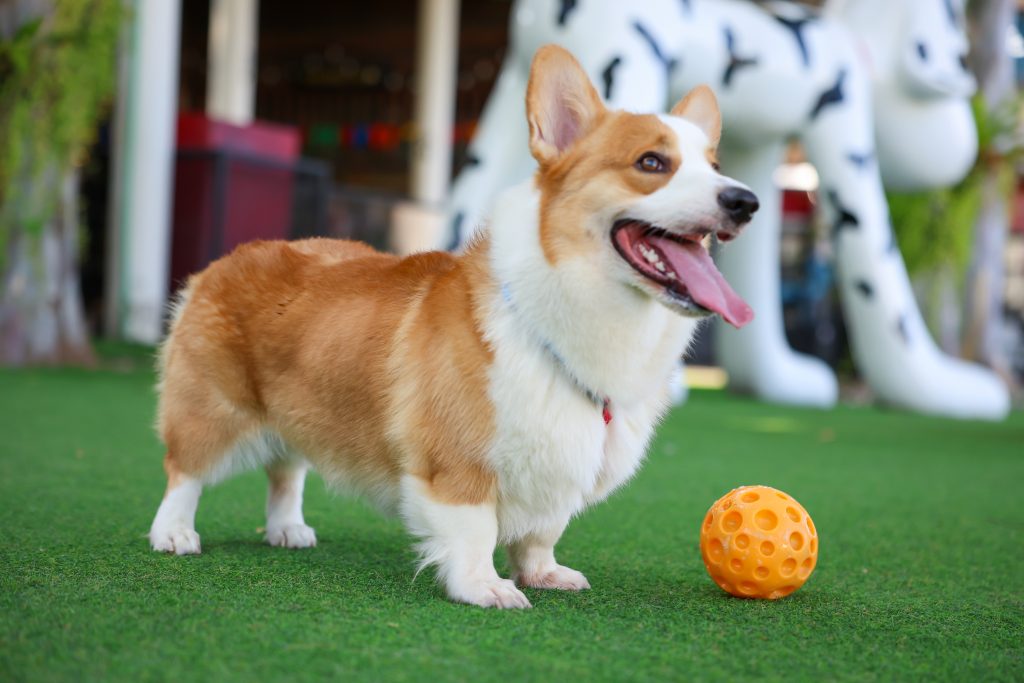 A small light brown and white puppy on the grass with an orange ball in front of it.