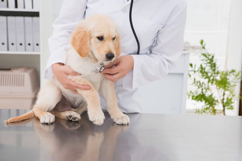 A white puppy on a table, veterinarian behind the puppy.