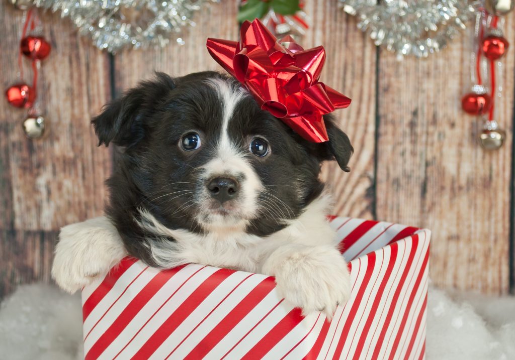 a black and white puppy with a bow on its head, in a red and white striped box.