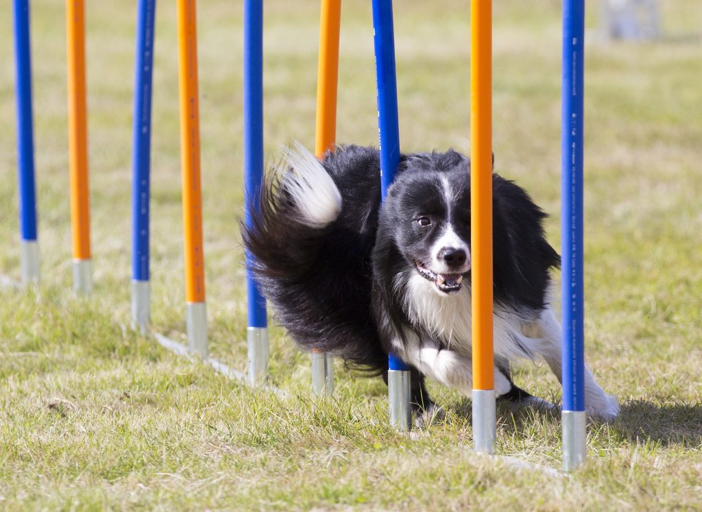 Dog running through agility course.
