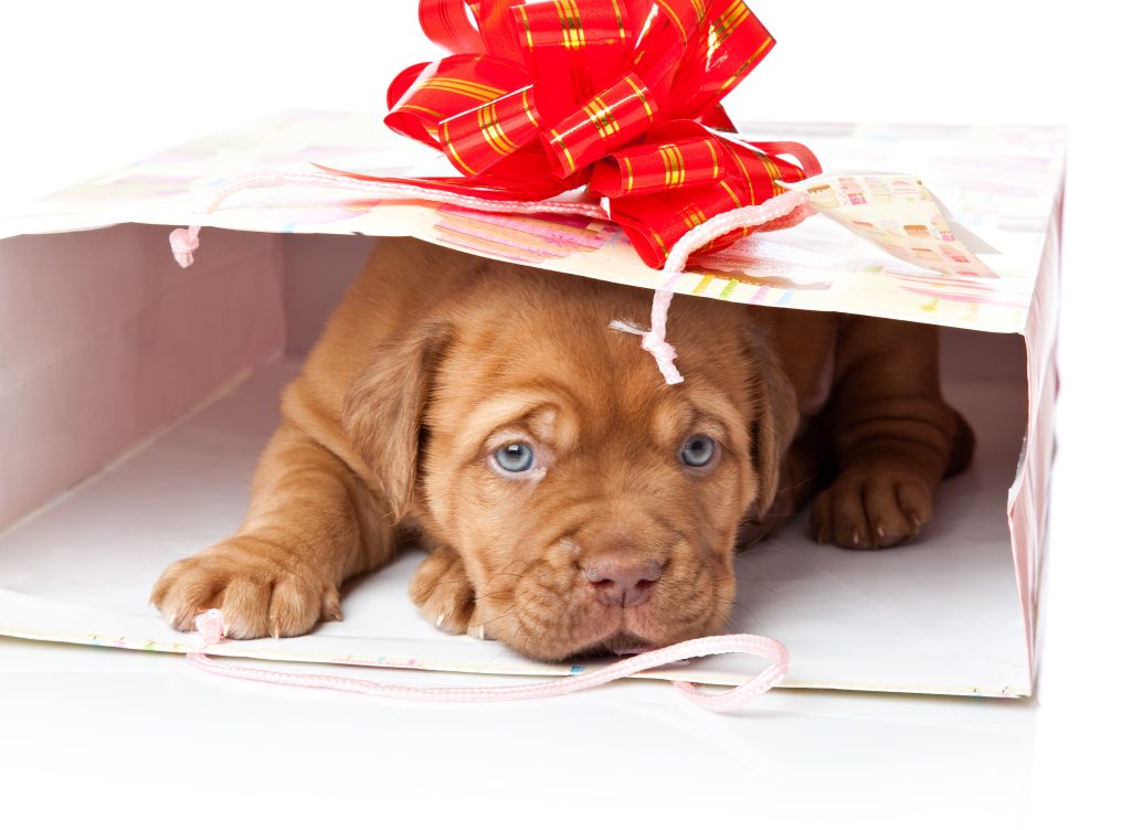 A small brown puppy in a gift bag, peeping out.  a red bow on the bag.