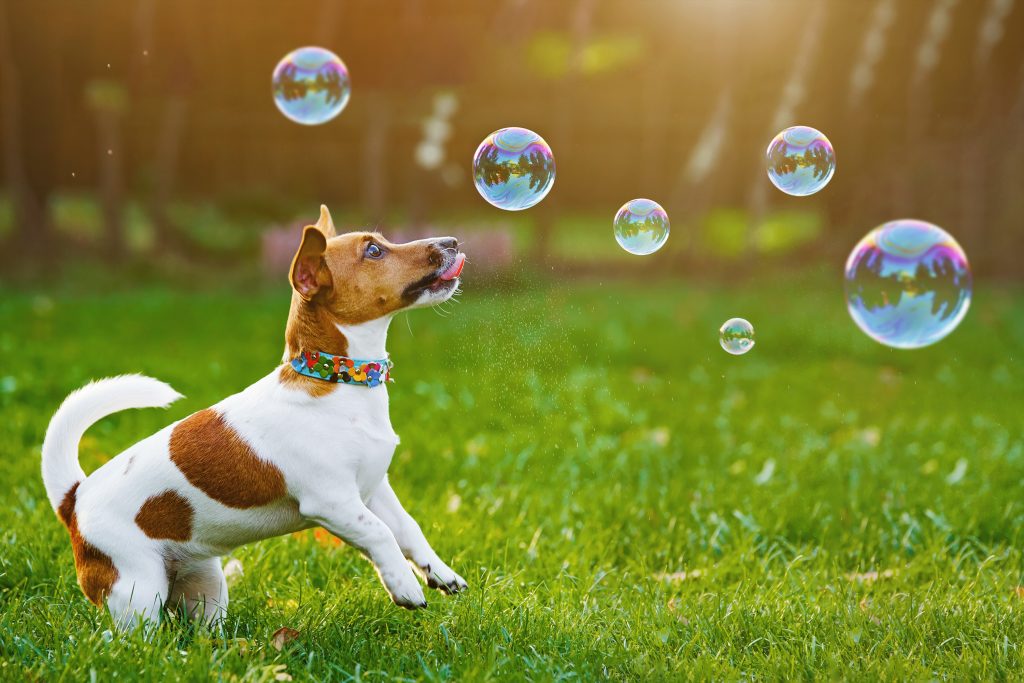 Dog chasing bubbles