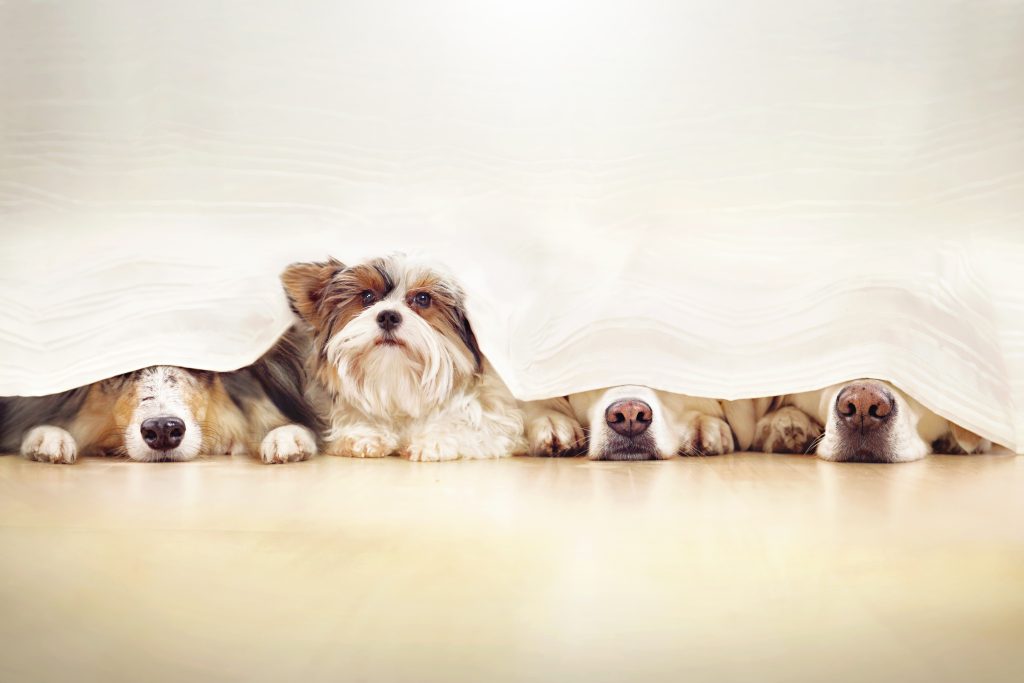 Four dog hiding under covers.