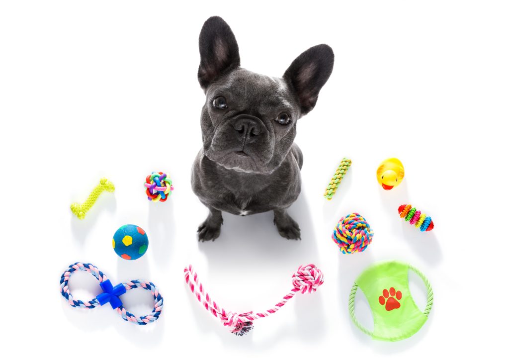 A small black puppy surrounded with pet toys.