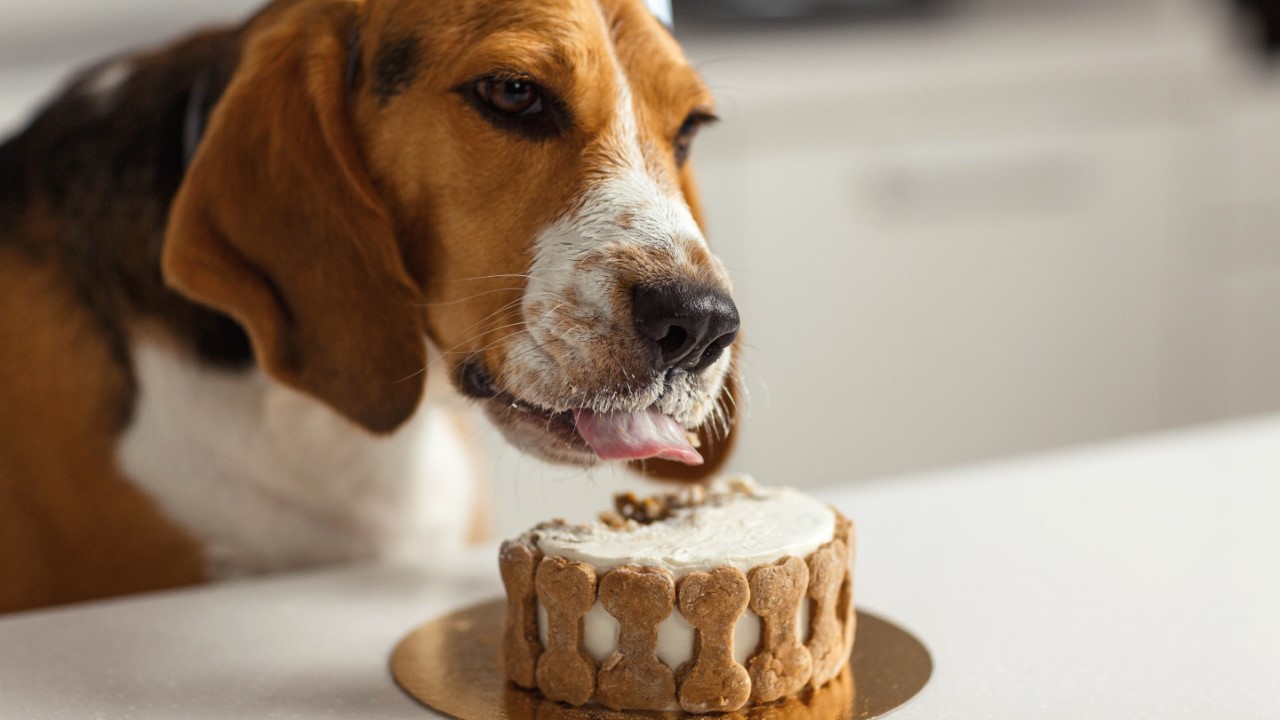 homework dog birthday