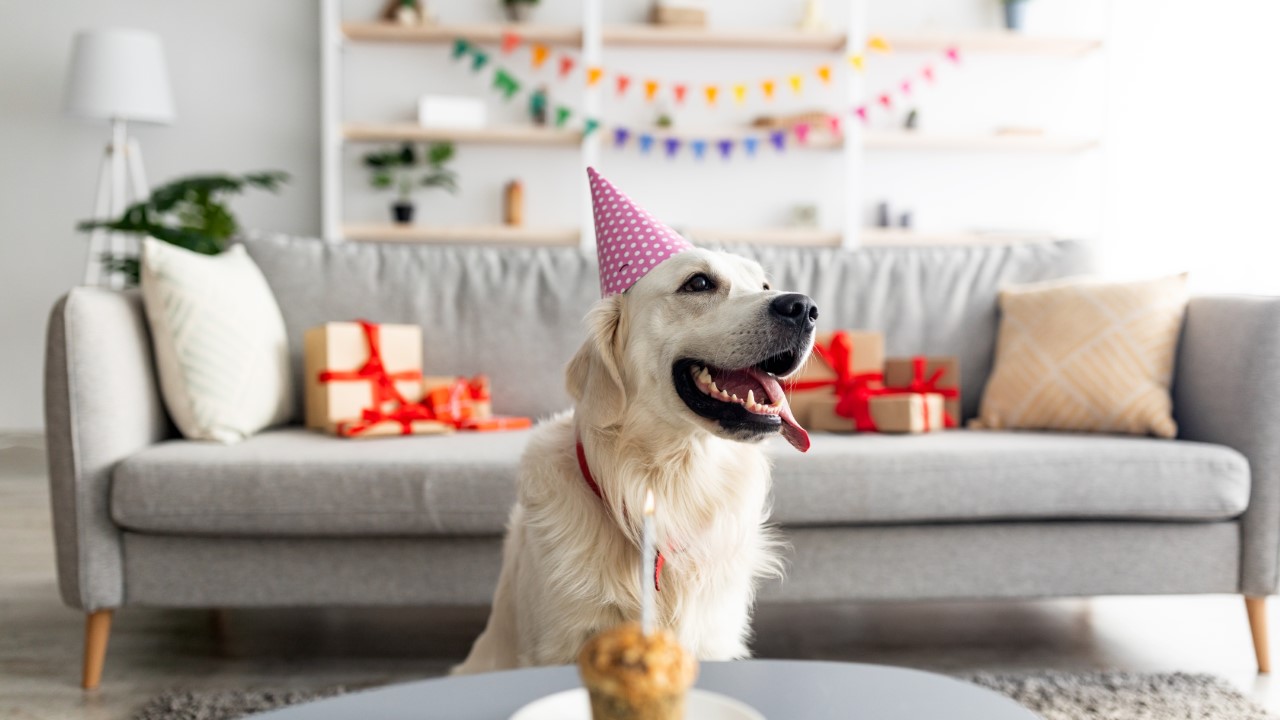 homework dog birthday