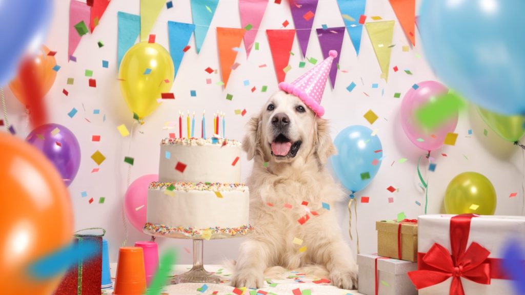 A dog with a party hat on at a birthday party.